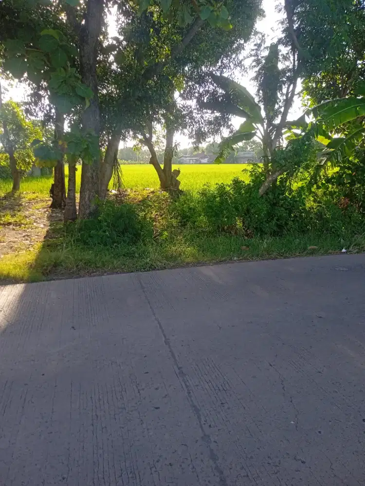 TANAH SAWAH PINGGIR JALAN RAYA TENAJAR