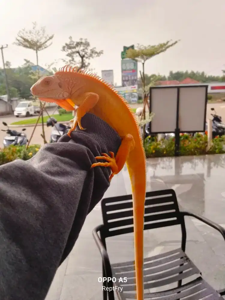 Gren albino size 90cm-+