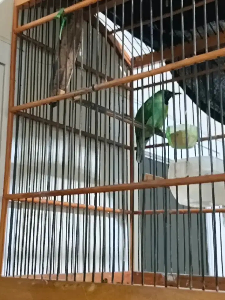 Burung murai daun