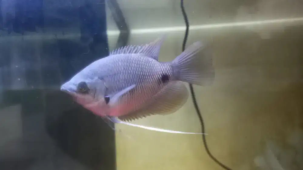 Gurame sabah 12cm