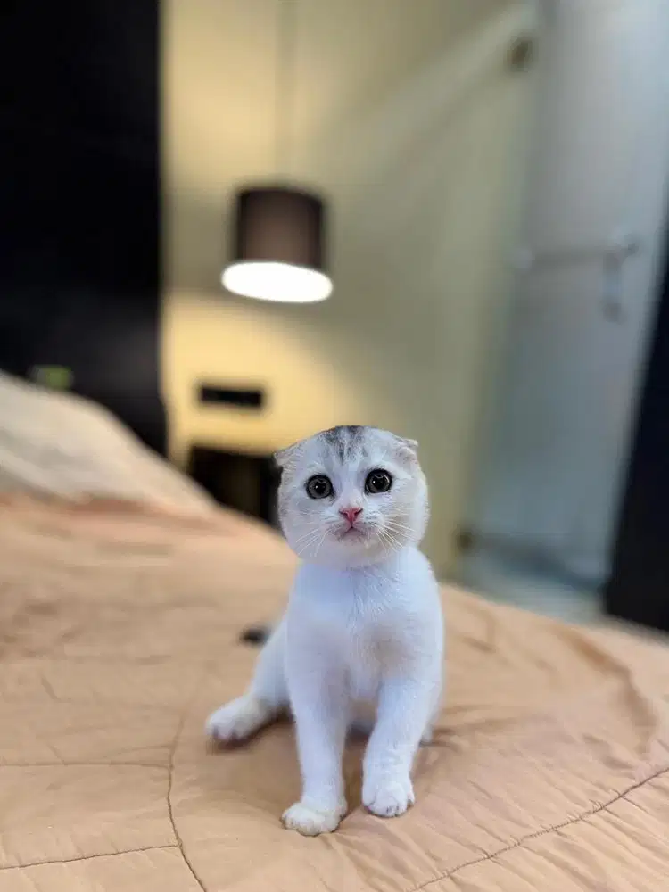 Kucing Scottish Triple Fold Silver Bico MALE BSH SF