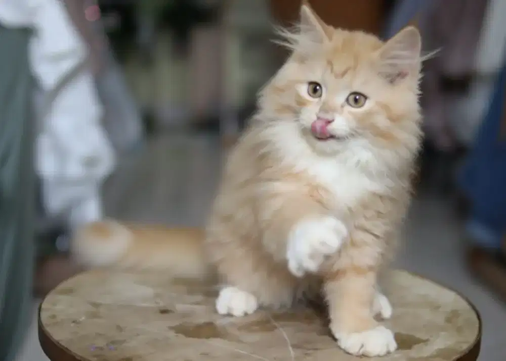 Kucing Mainecoon jantan maine coon super