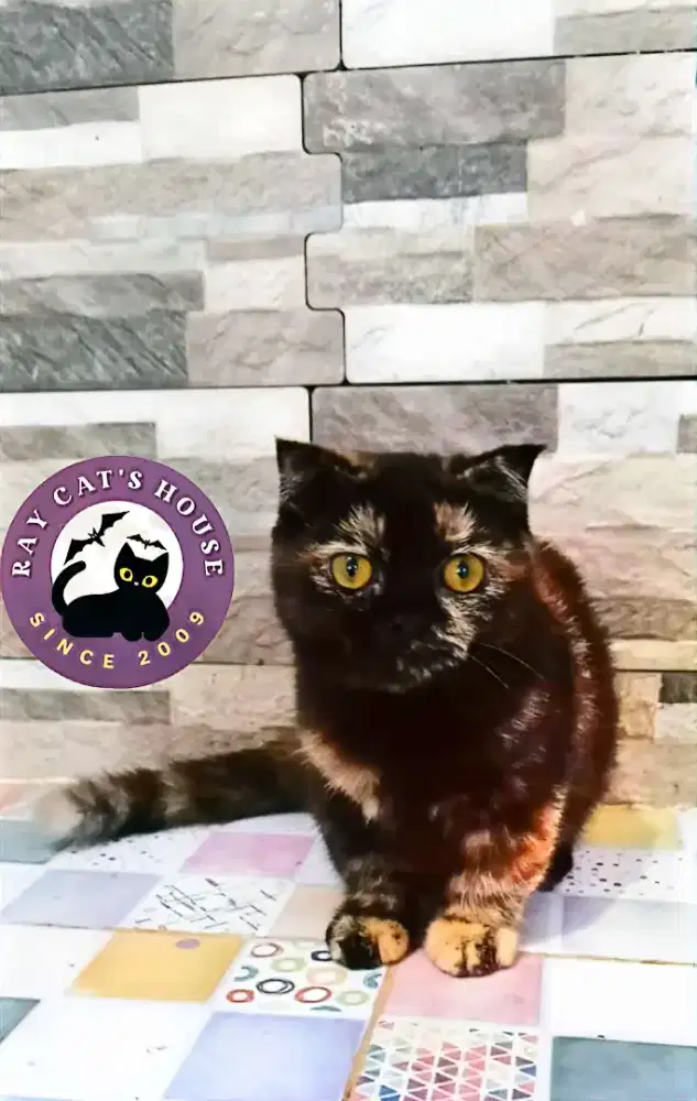 KITTEN MUNCHKIN FOLD (GAELIC)