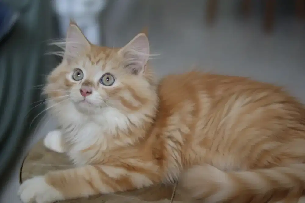 Kucing Mainecoon x Norwegian betina cantik