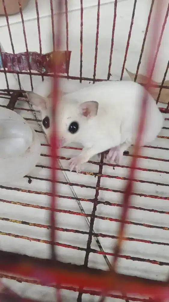 Suger glider leu