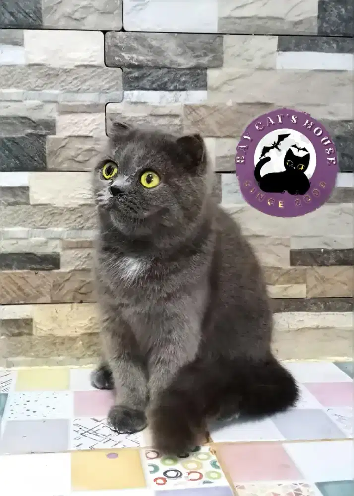 MUNCHKIN FOLD (BSH)