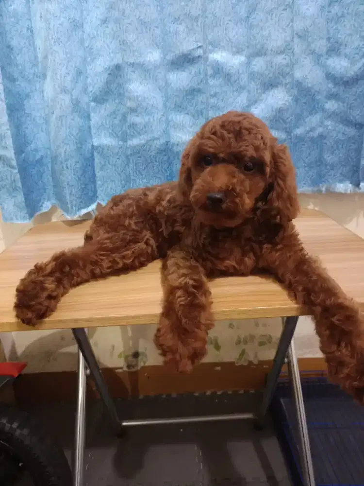 Toy poodle red gosong