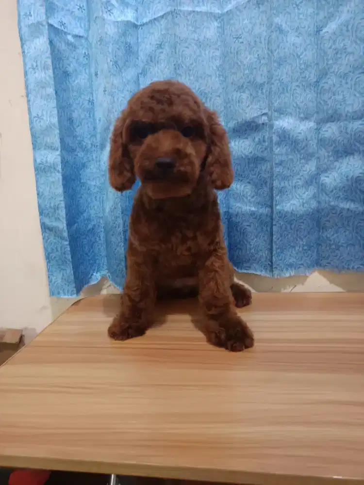 Toy poodle red gosong