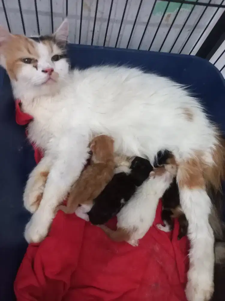 Lepas adopt kucing dan anak²nya