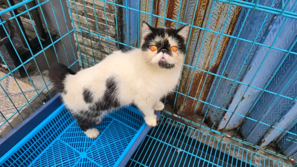 Dijual exotic short hair sepasang usia 2 tahunan