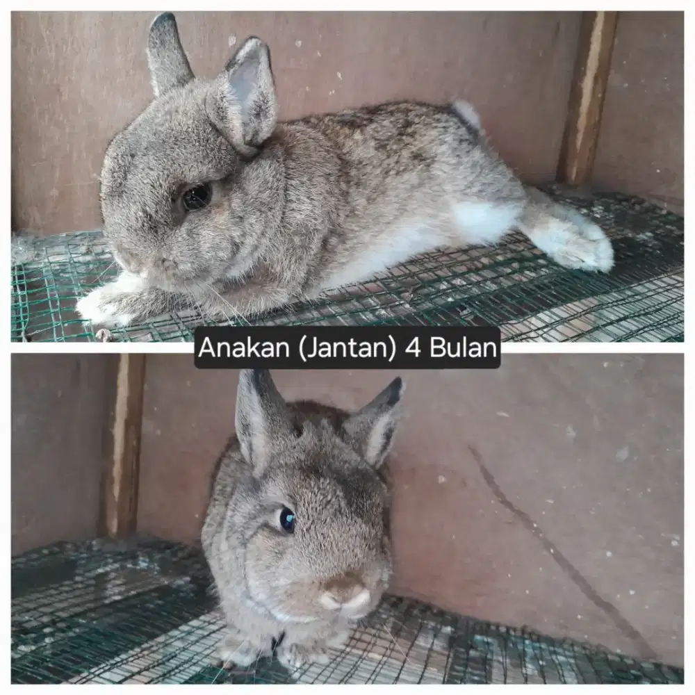 Lepas Adopt Kelinci ND