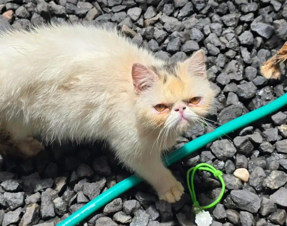 Kucing peaknose pesek exotic short hair