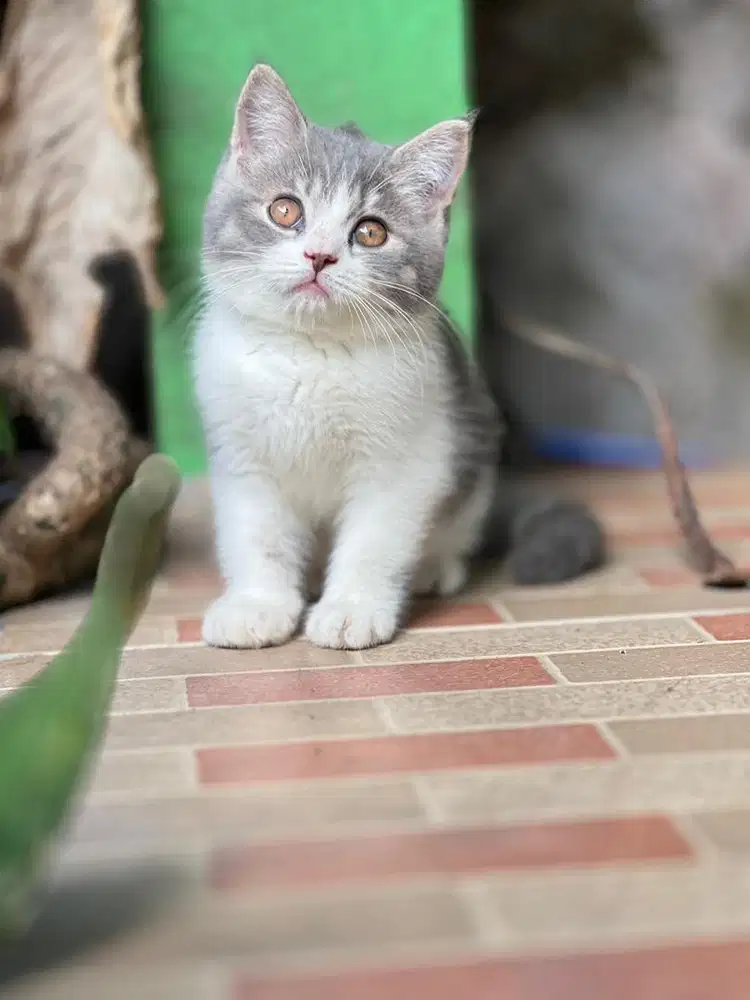 Kitten BSH Nonped Jantan 3 bulan