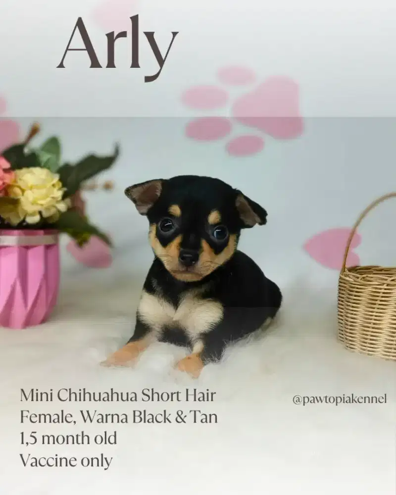 Mini Chihuahua Short Hair