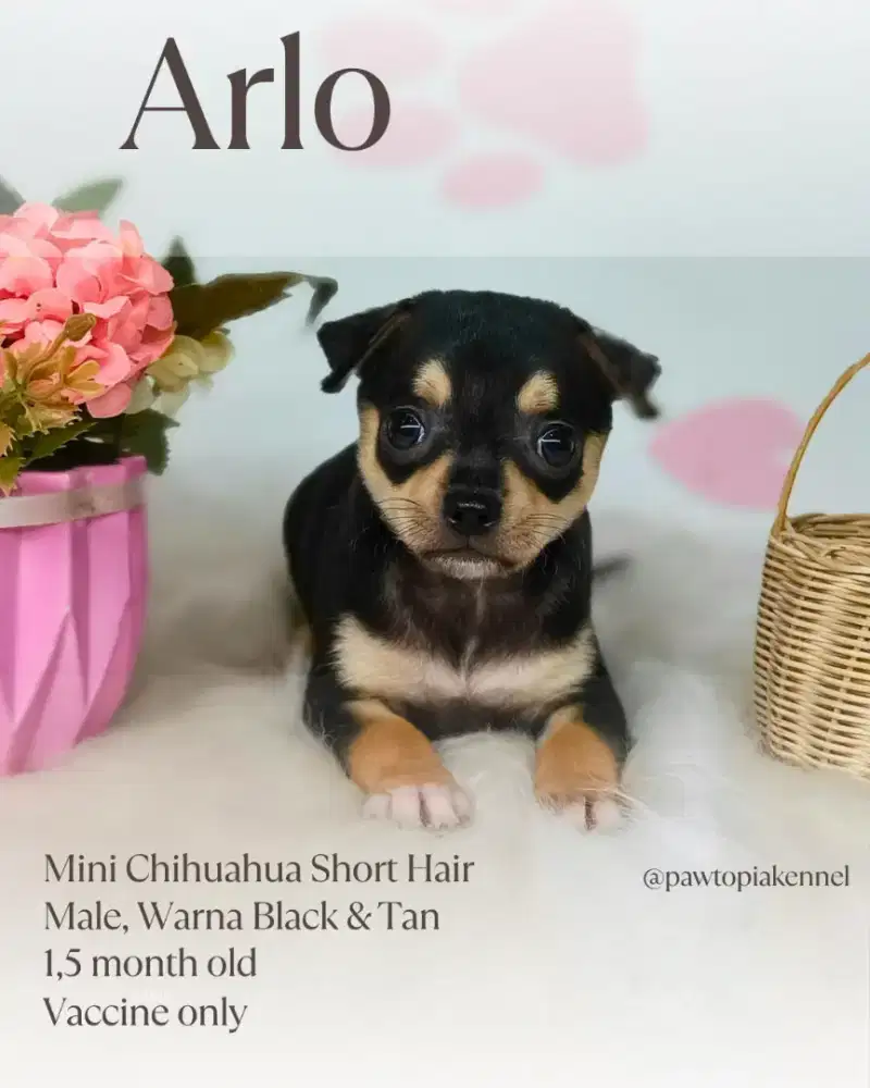Mini Chihuahua Short Hair