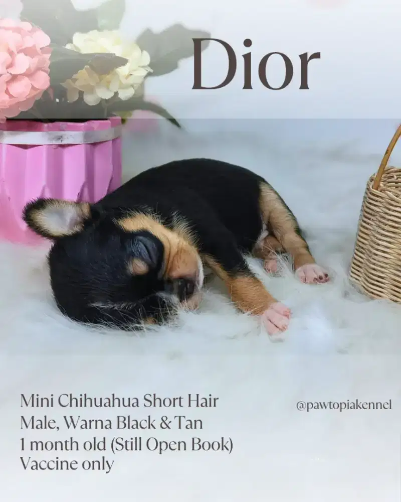 Mini Chihuahua Short Hair