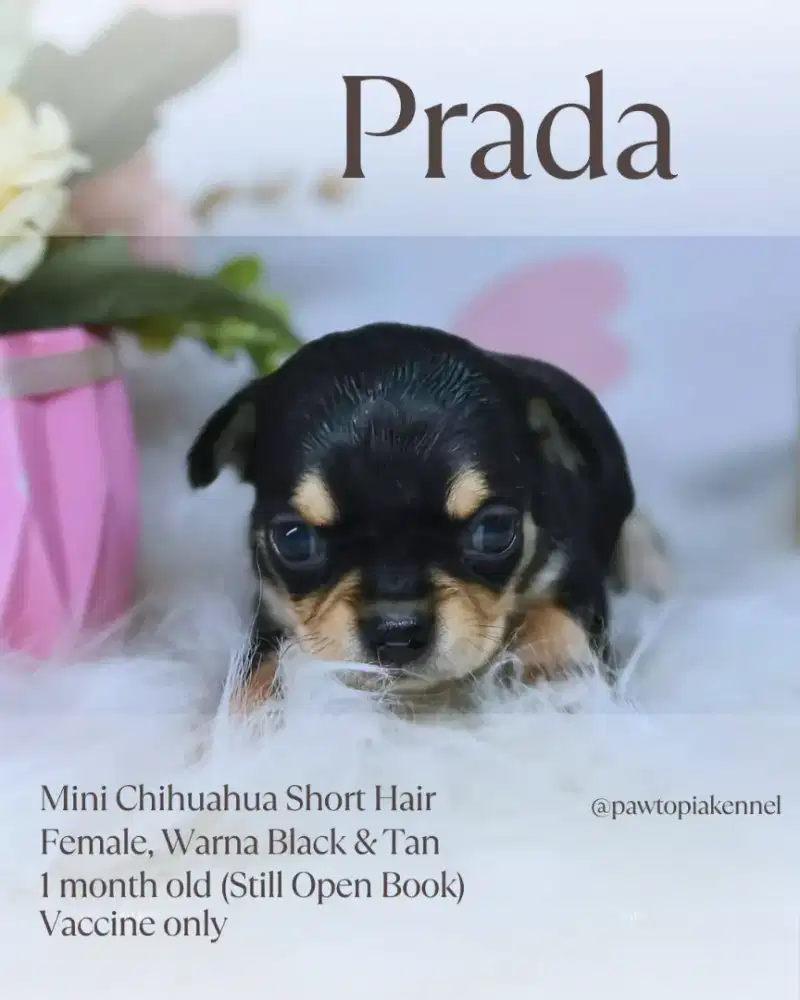 Mini Chihuahua Short Hair