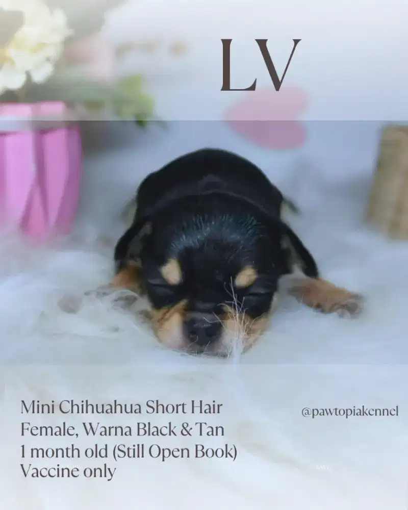 Mini Chihuahua Short Hair