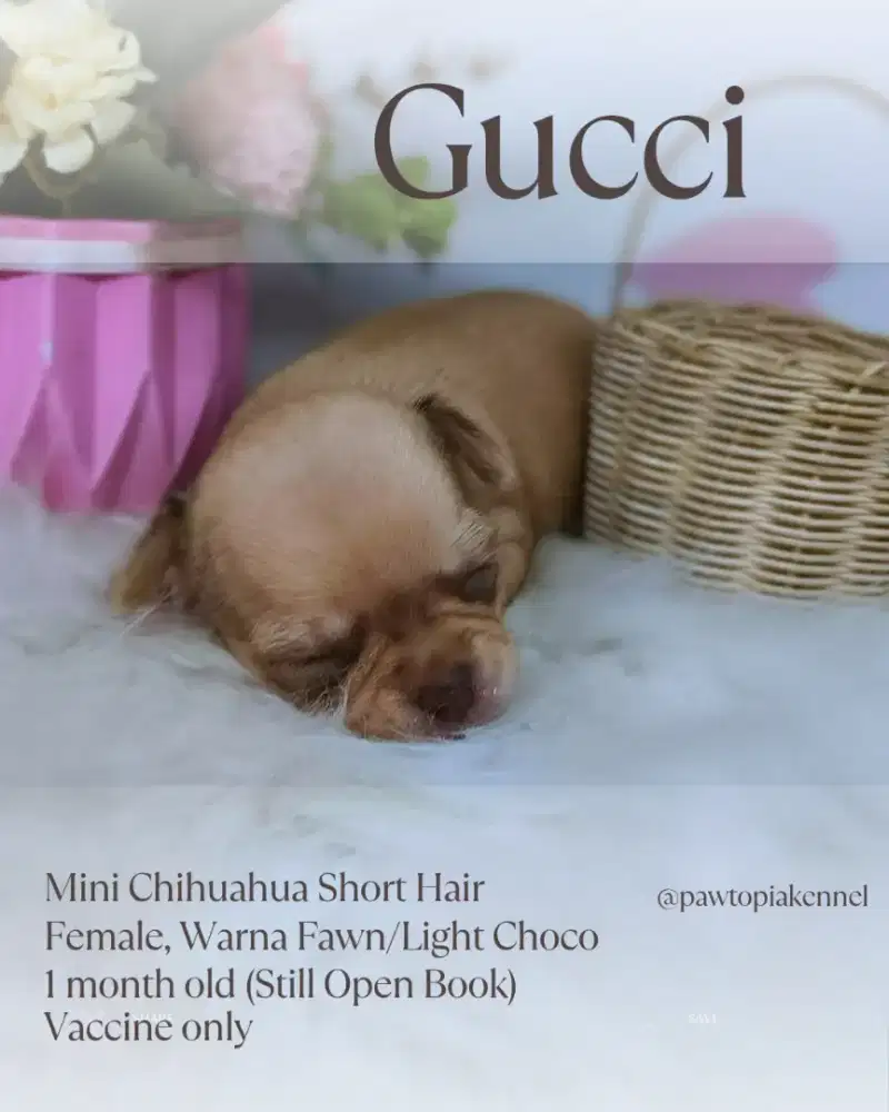 Mini Chihuahua Short Hair