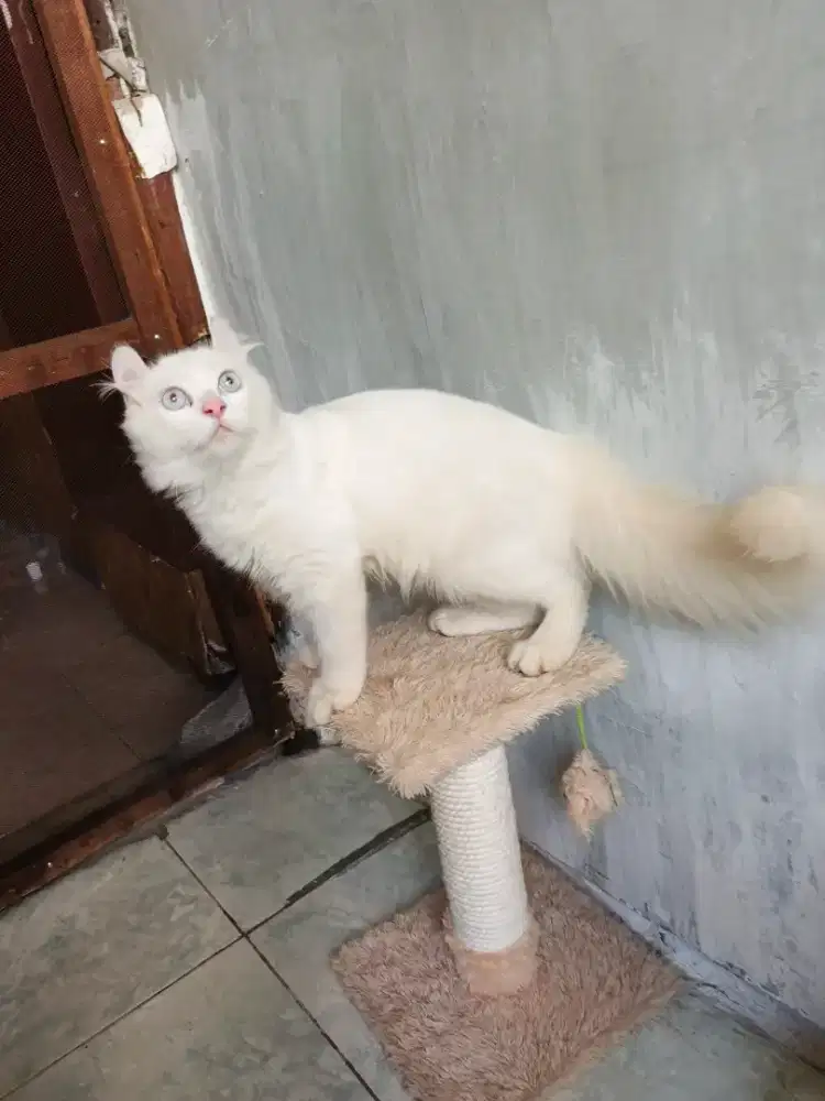 Kucing american curl jantan 4,5 bulan