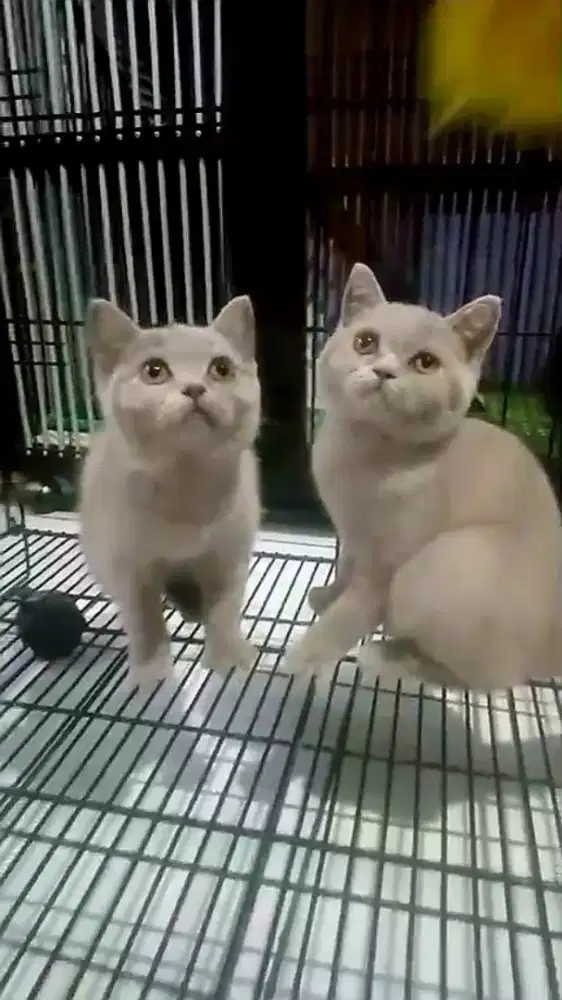 BSH LILAC KITTEN 3 BULAN