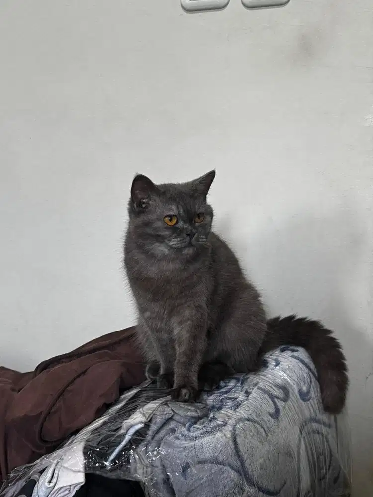 Kucing BSH Betina