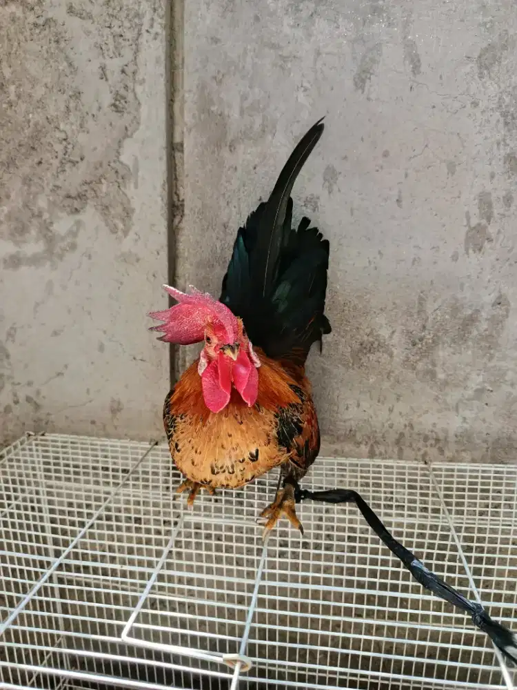 Jual ayam kate 3 pasang