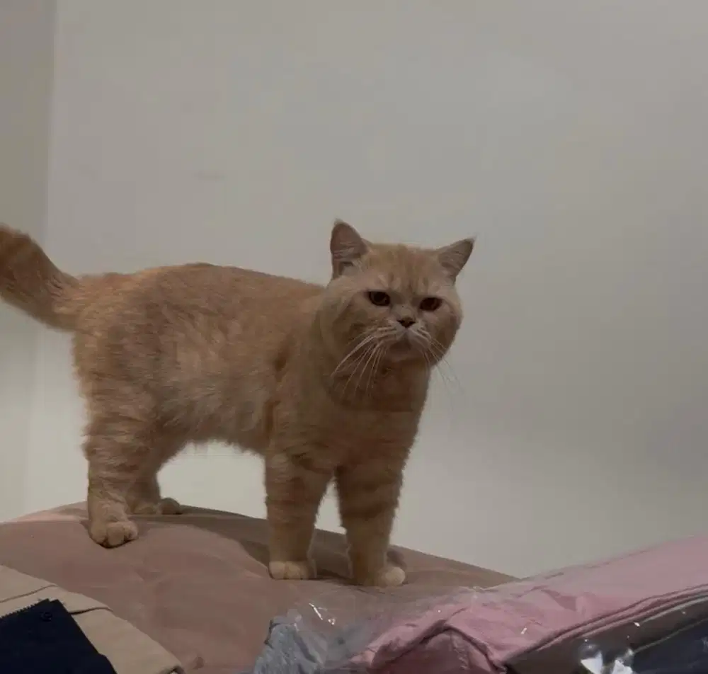 Kucing Bsh Jantan