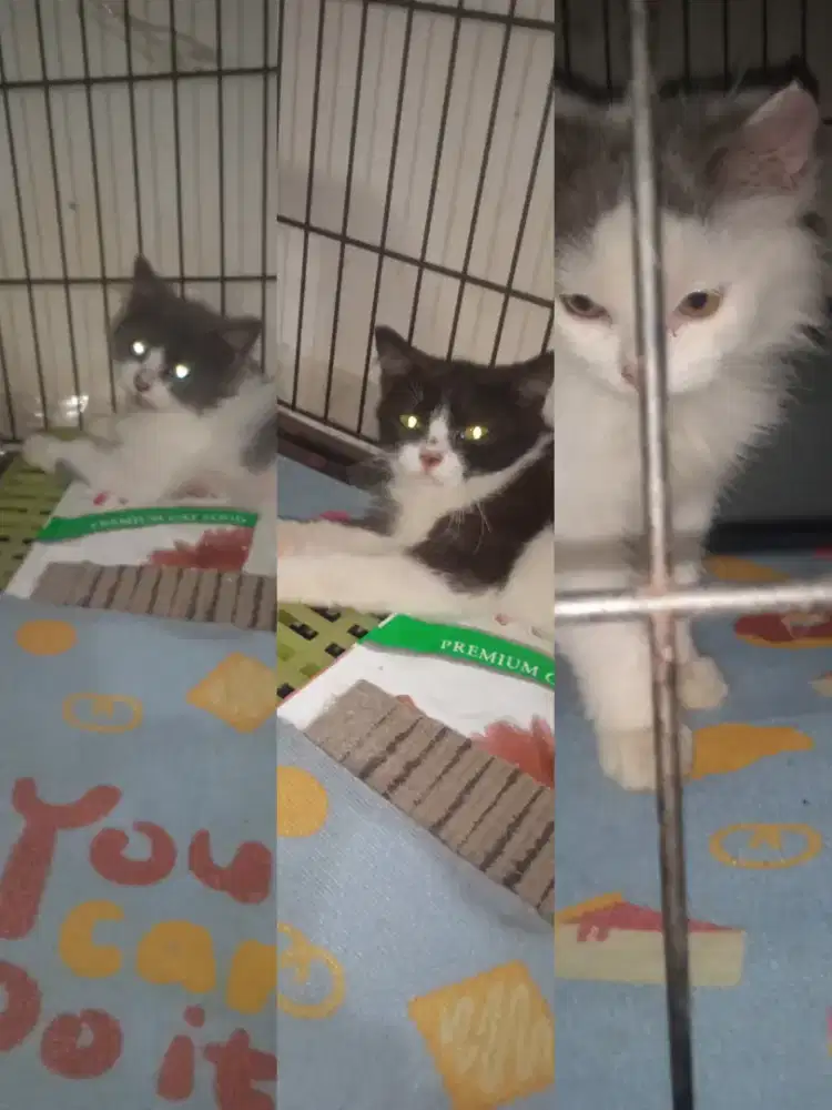 Kiten kucing anggora. Usia 2,5 bln. Jantan 3 Nya..