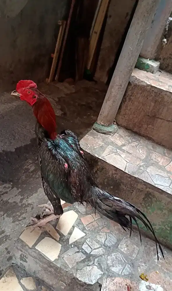Ayam bangkok x pakoy muda