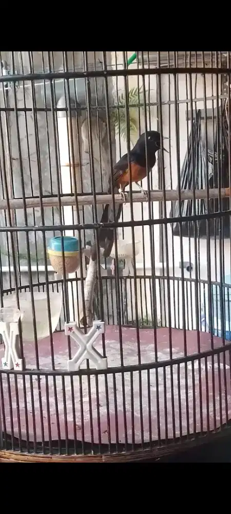 Burung murai batu