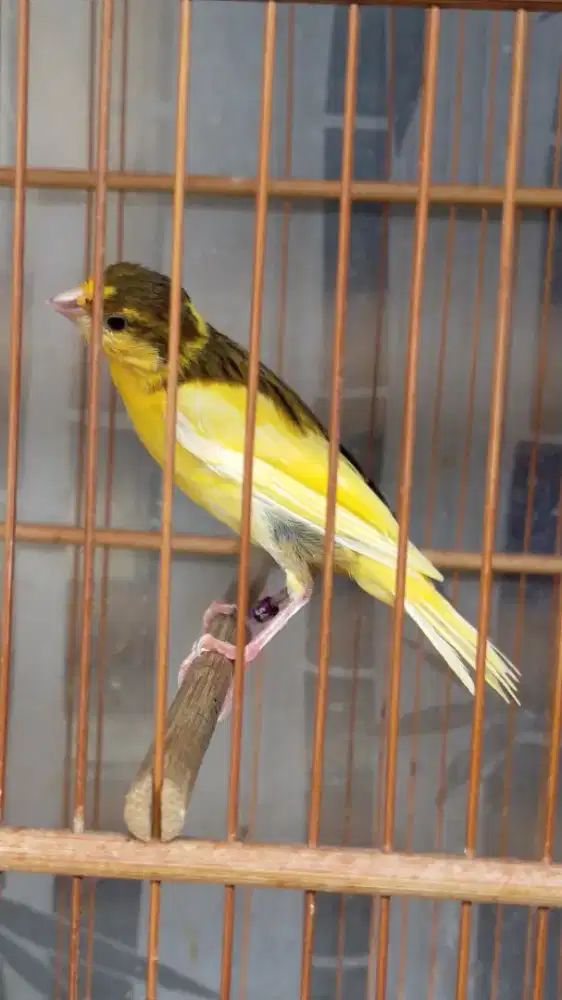 Burung kenari AF gb anak/paud jantan