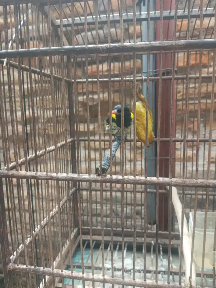 Kepodang hutan jantan bunyi angkatan