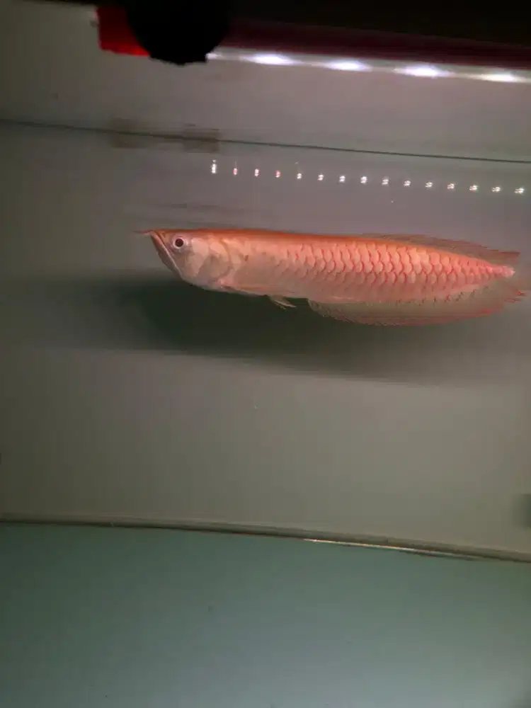 Ikan Arowana Silver albino