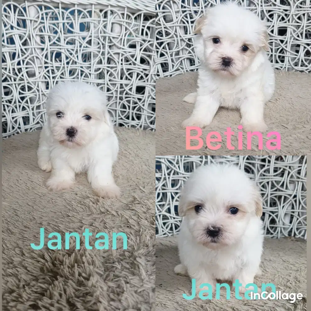 Puppies Maltese