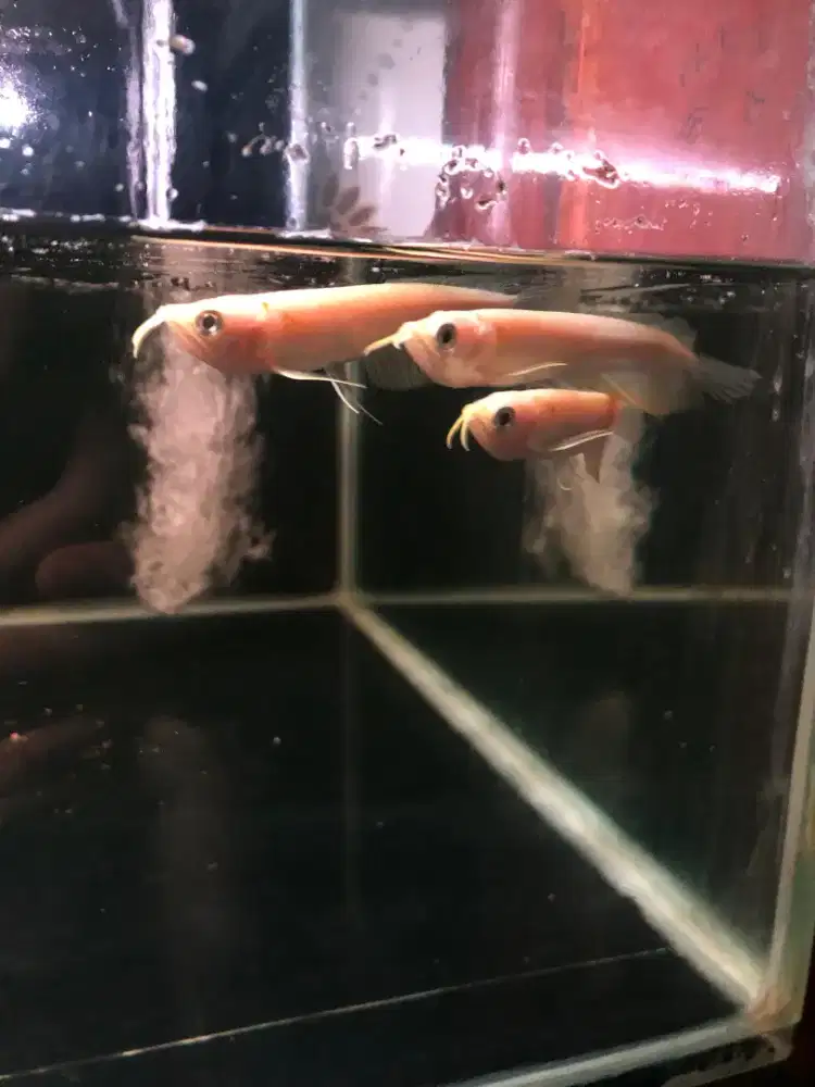 Ikan Arowana Silver albino baby
