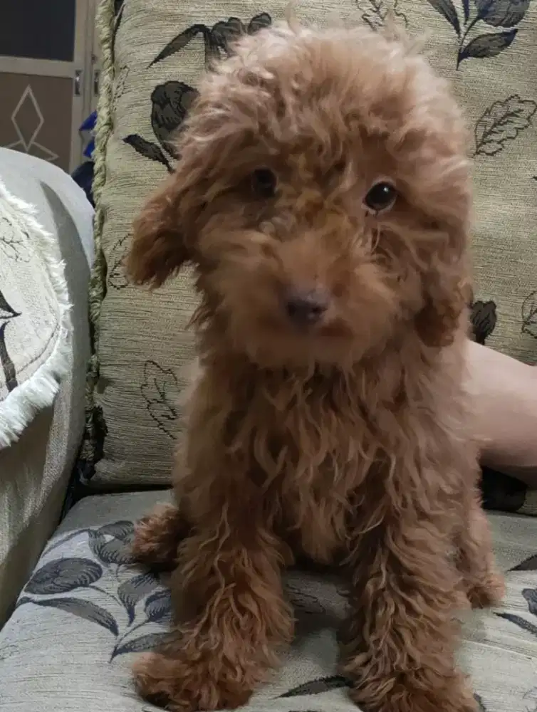 Poodle red stambum vaksin