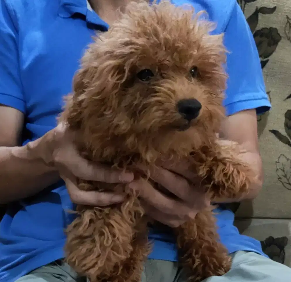 Poodle red stambum vaksin