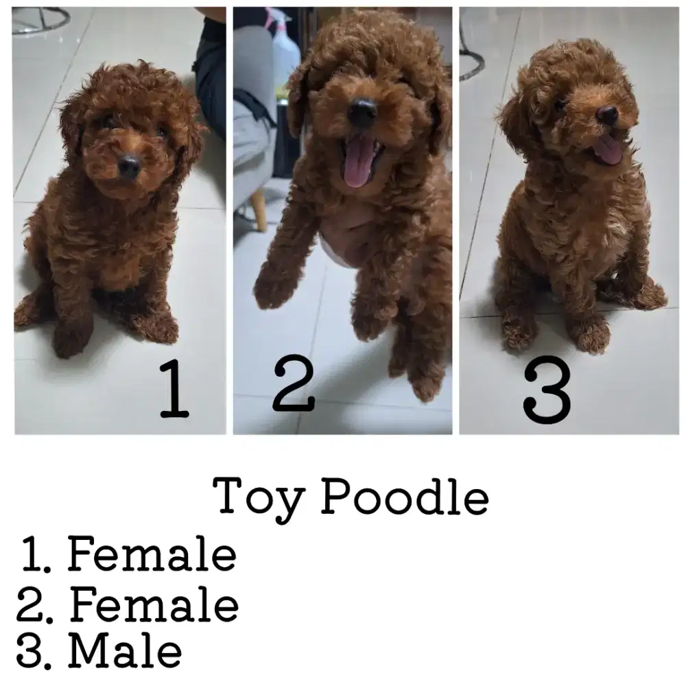 Toy Poodle Cute