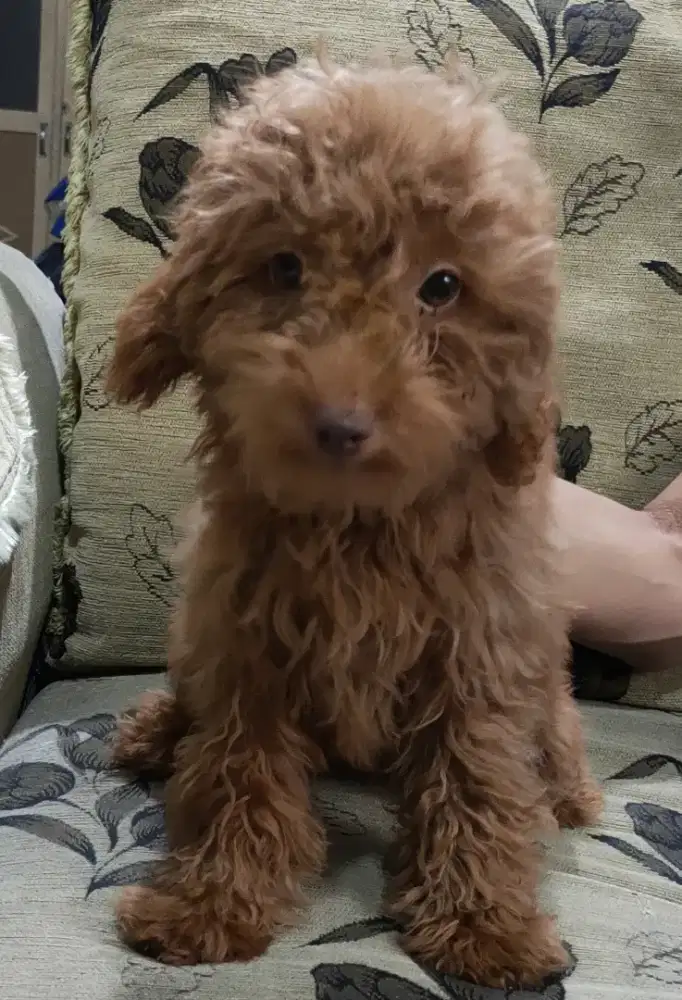 DI JUAL MURAH RED TOY POODLE JANTAN STAMBUM VAKSIN KUALITAS BAGUS