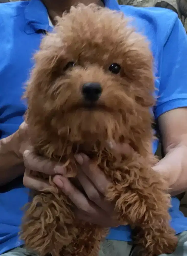 Red Poodle stambum