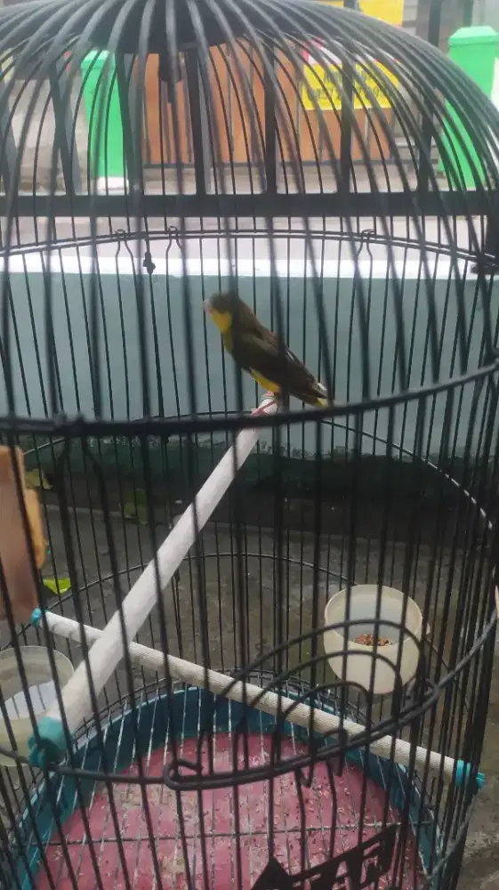 Burung kenari minus