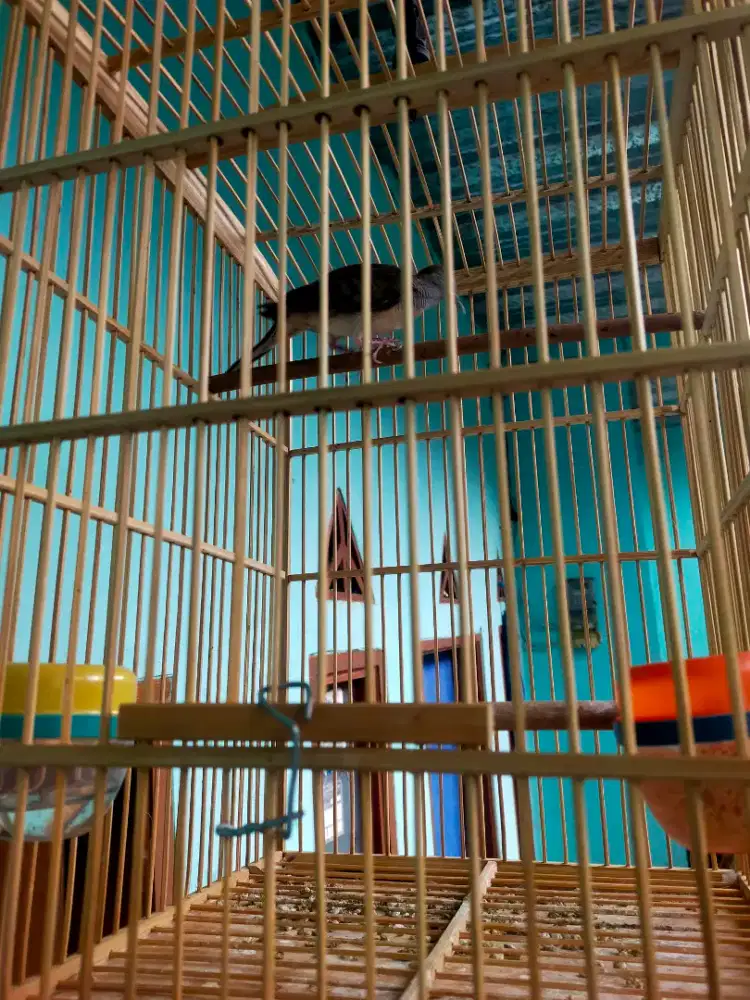 Perkutut Bangkok