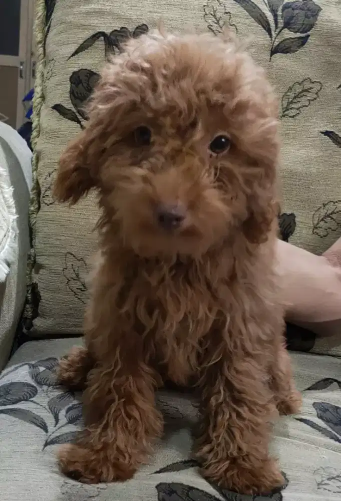 Red Poodle  stambum vaksin