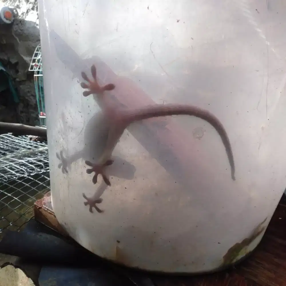 Tokek rumah 30 cm