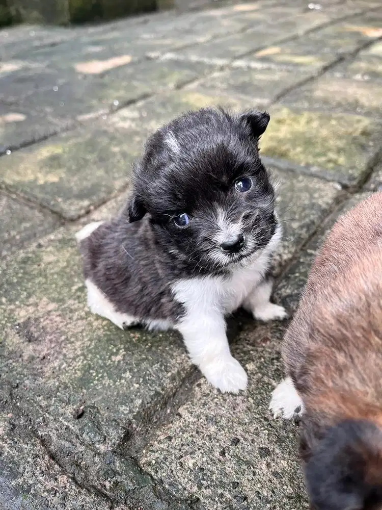 Minipom betina 3 bulan