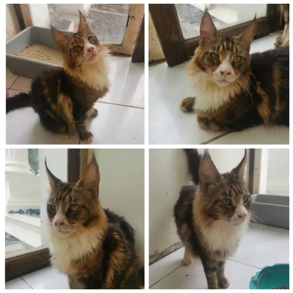 Kucing Mainecoon pure Betina Bagus