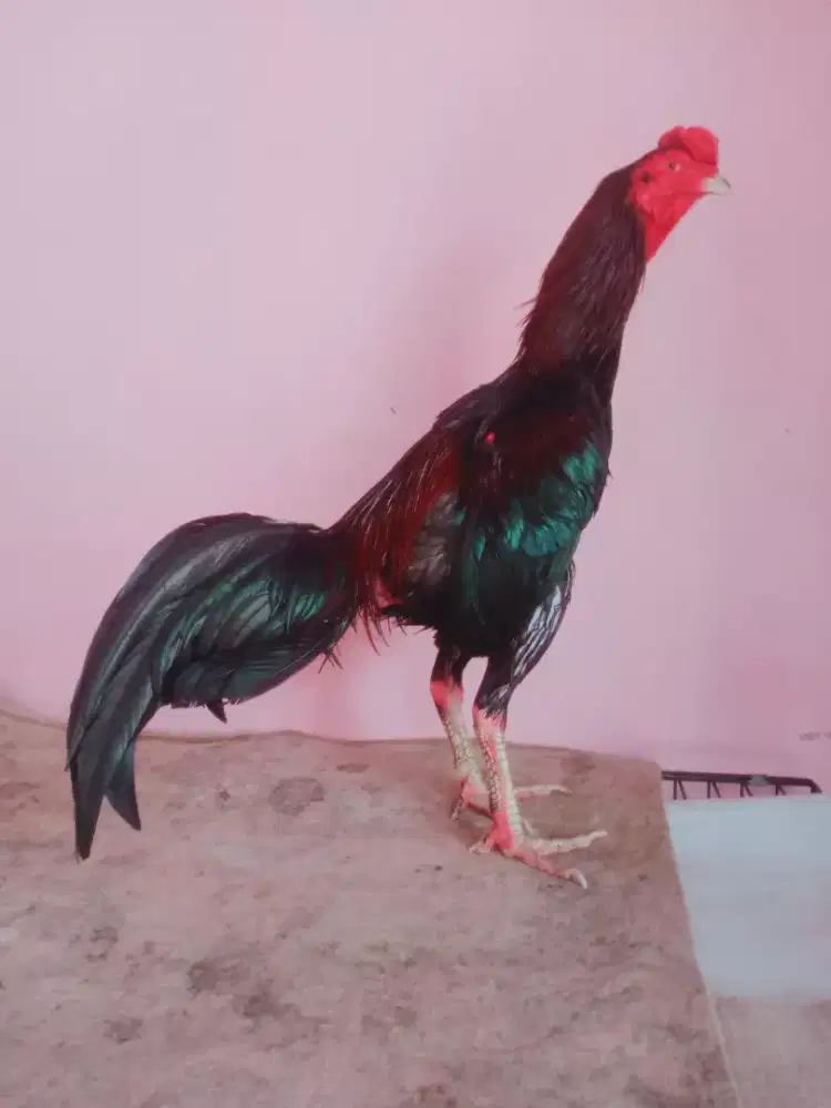 Ayam Bangkok Tehnik