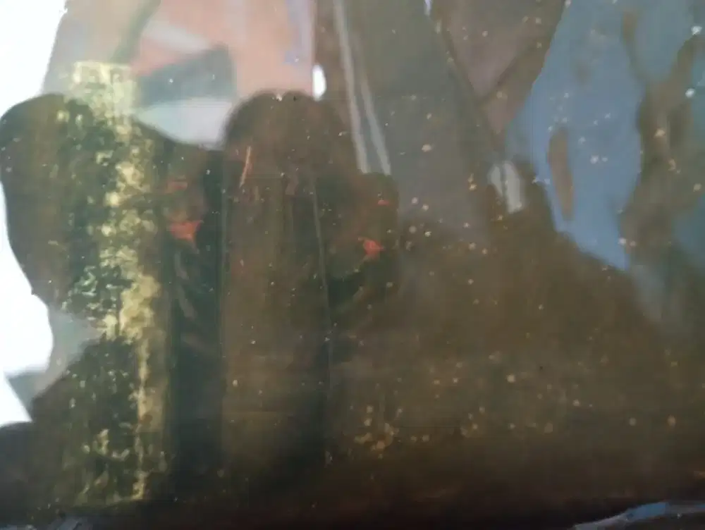 Indukan lobster grade A+