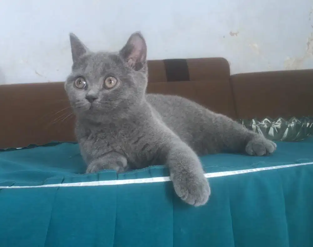 British shorthair (bsh) betina murmer nego no scottish mainecoon